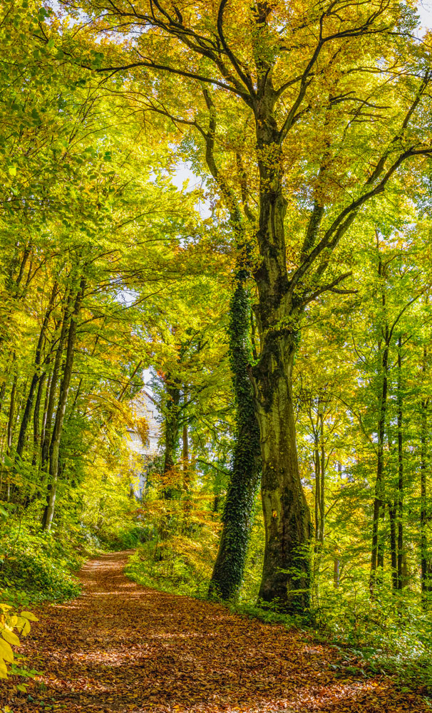 Waldwanderweg im Herbst